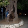 8_odvas platan